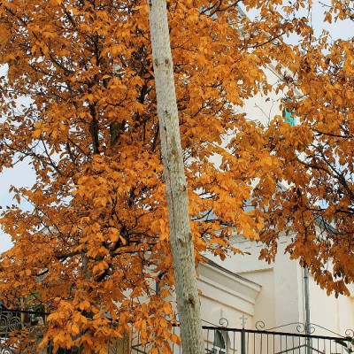 Pleinair de toamnă. Clasa IX - primele studii în ulei. octombrie 2013