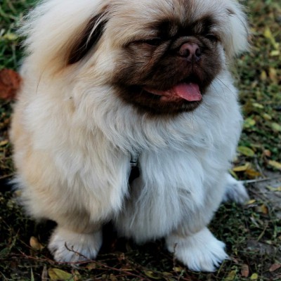 Осенний пленэр. IX класс - первые этюды маслом. Октябрь 2013