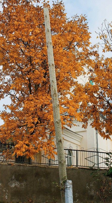 Autumn pleinair. IX grade - first etudes in oil. October 2013