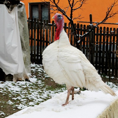 ... с выезда в Румынию, март 2016