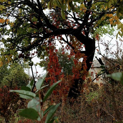 Pleinair de toamnă. Clasa IX - primele studii în ulei. octombrie 2013